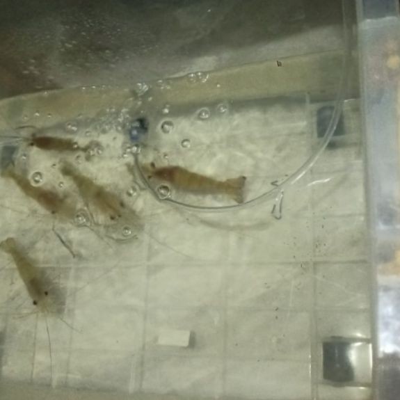 bibit/& indukan udang galah