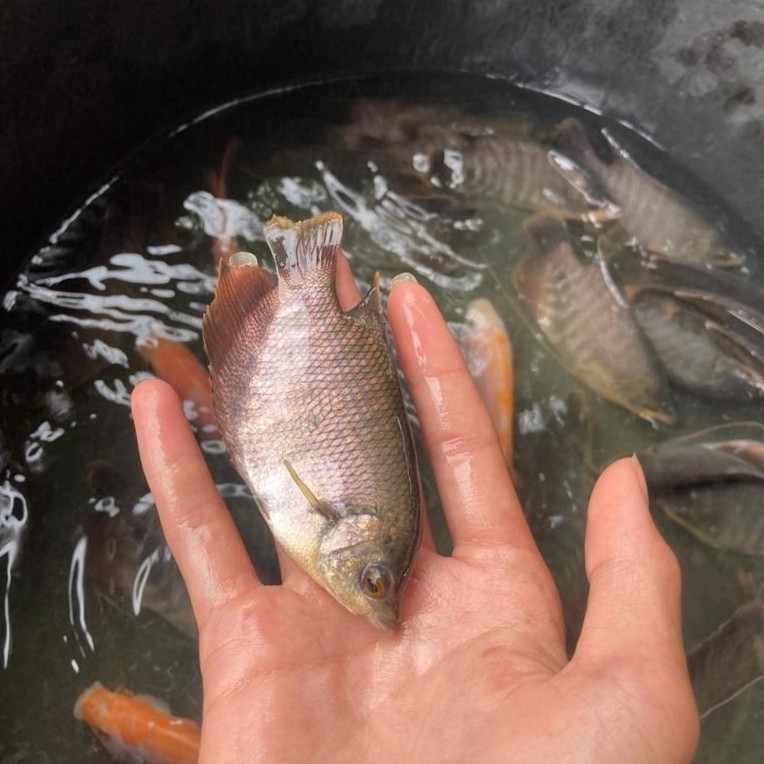 bibit ikan gurame soang size 2 jari/ikan super sehat lincah & gemuk di jamin berkualitas (paket 15 e