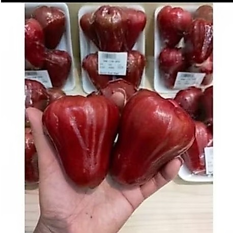 JAMBU AIR CITRA MANIS 1KG/BUAH JAMBU AIR MANIS FRESH