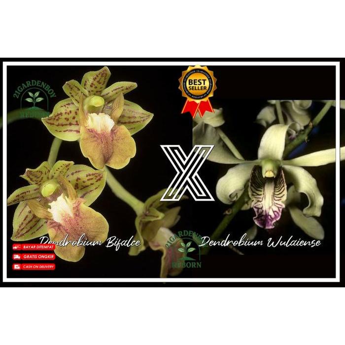 (BISA COD) Anggrek Dendrobium Bifalce Flava x Wulaiense Remaja