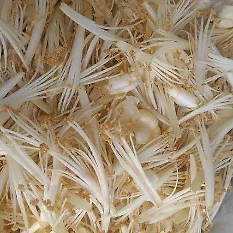 Karuk Kembang Duren FreshDanRebus