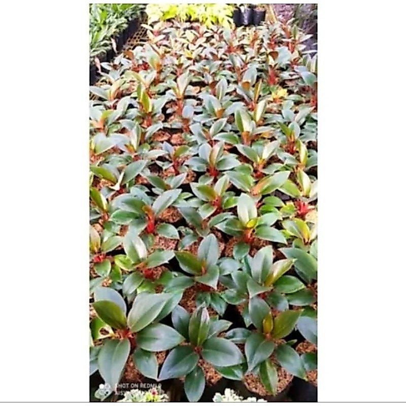 Tanaman Hias Philodendron Red Congo Congo Rojo Compacta