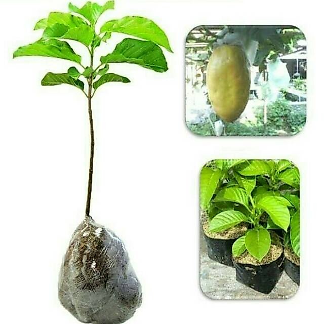Bibit Markisa Jumbo Bibit Buah Markisa Tanaman Buah Markisah Jumbo
