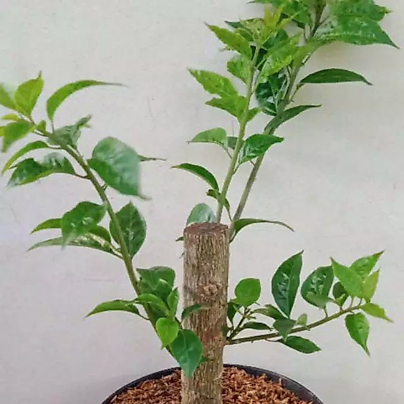 PROMO!!TANAMAN BUGENVIL BONSAI//BUGENVIL BAHAN BONSAI