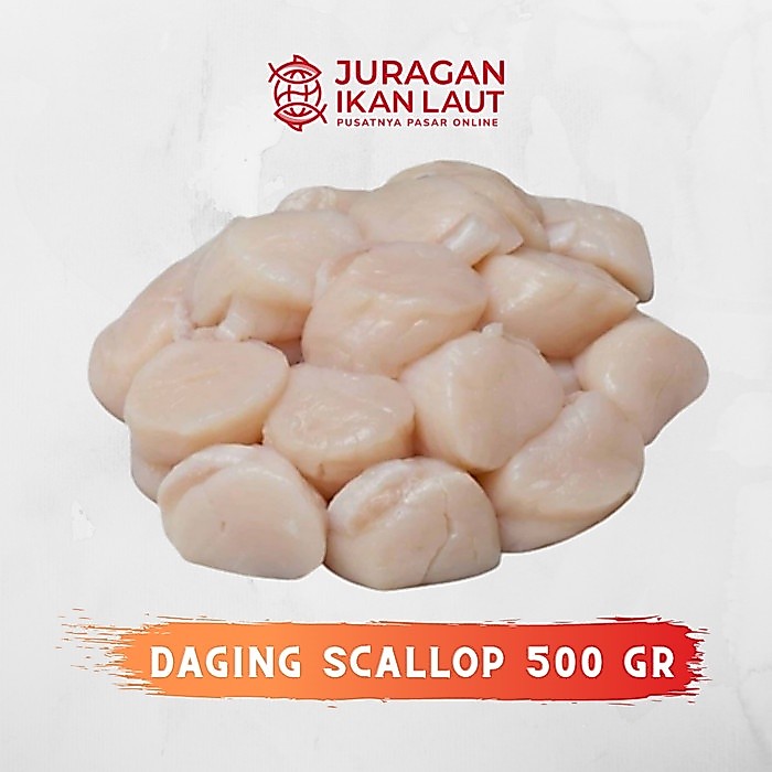 Daging Scallop Kerang Kampak Segar Berkualitas - 500 Gram