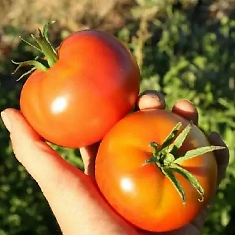 12 biji benih/bibit Tomat Apel