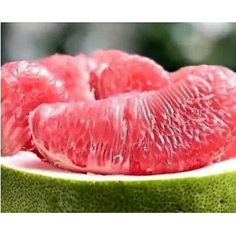 JERUK PAMELO MURIA ASLI FRESSH SEGARR
