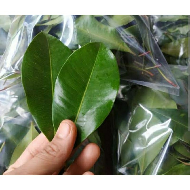 Daun cengkeh segar kualitas super 1 kg (TERMURAH)