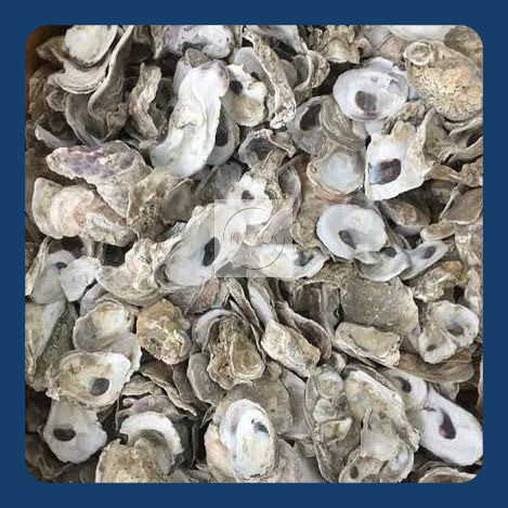 Kerang Oyster Kulit Kerang Media Filter Aquarium / Kolam