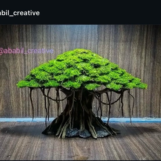 Bonsai Aquascape Model Beringin Siap Pakai