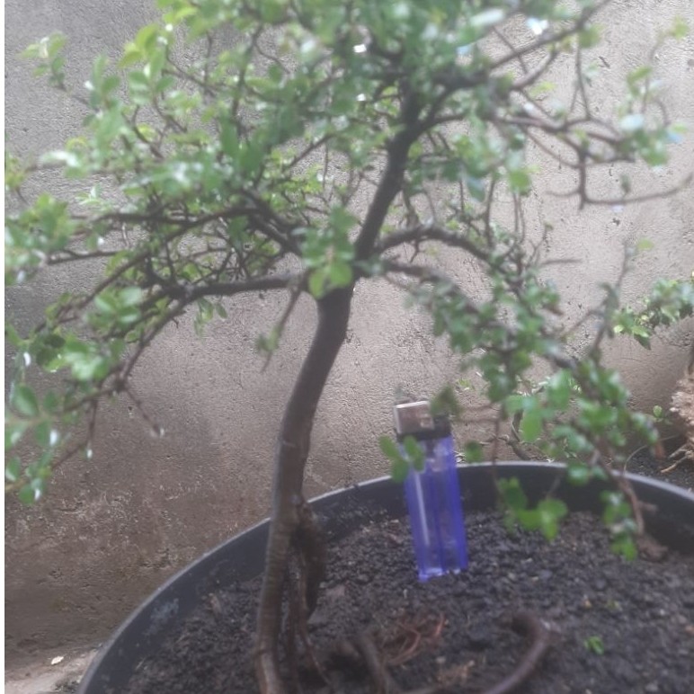 Bonsai Ulmus Super Micro Natural 3 Sesuai Foto