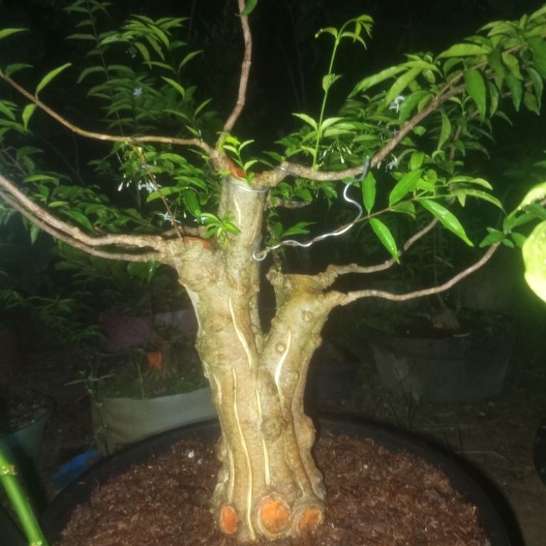 Bahan Bonsai Anting Putri - Anting Putri, Bonsai Anting Putri, Anput Bonsai