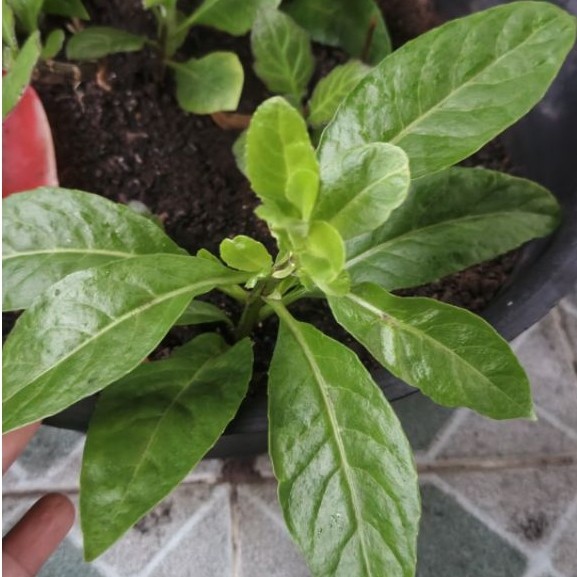 tanaman herbal sambung nyawa