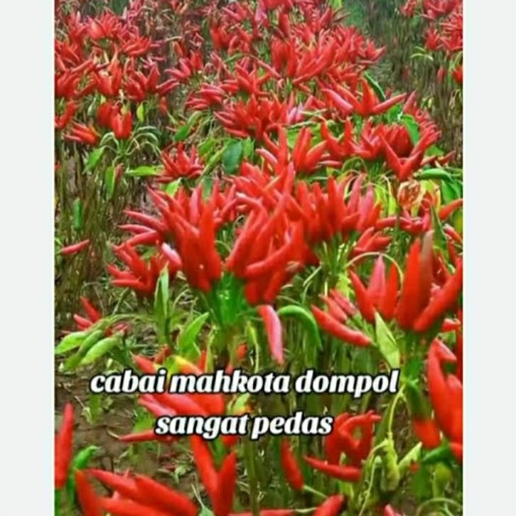 Benih cabe mahkota dompol