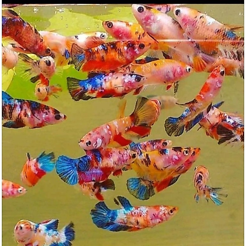 Paket Betina Cupang Nemo Multicolor Isi 10