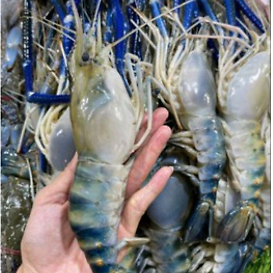 Udang galah segar/ udang sungai segar
