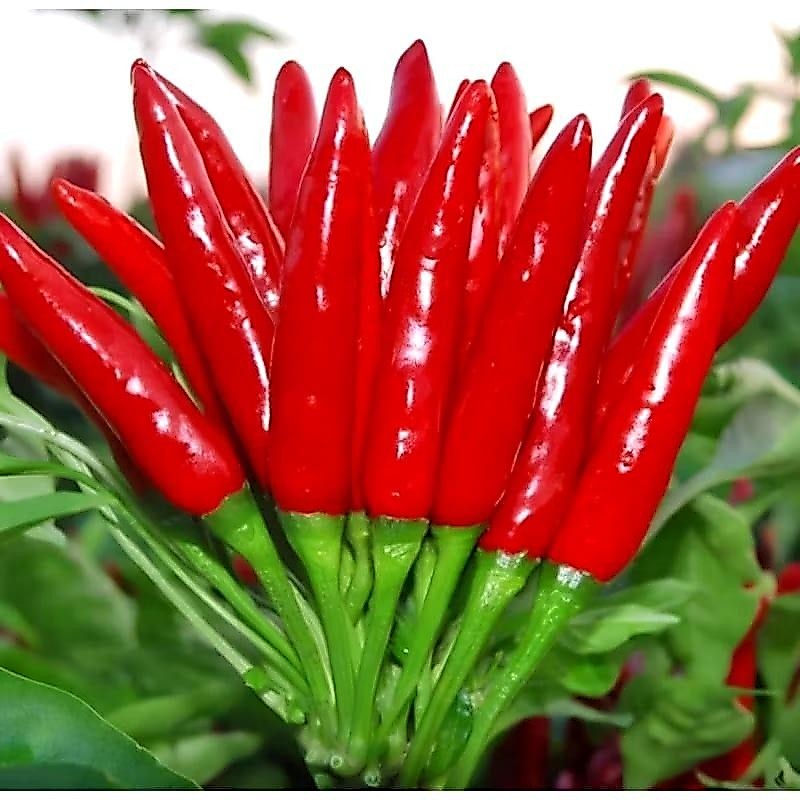 Benih Cabai Rawit Red Cluster Pepper Seeds - IMPORT