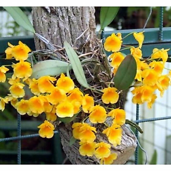 Anggrek Dendrobium Agregatum Usia Dewasa Rawatan