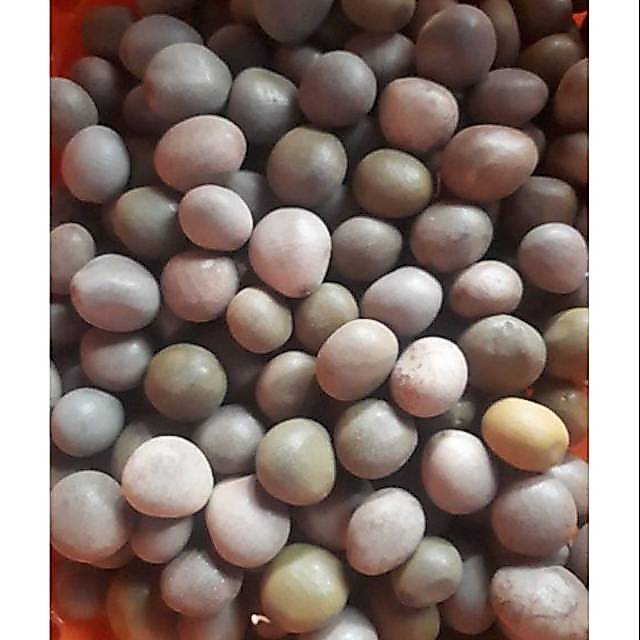 Buah kebiul atau biji gorek 500 gram