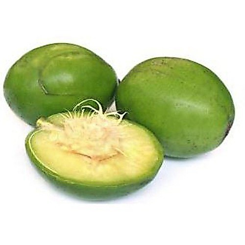 bibit tanaman buah kedondong