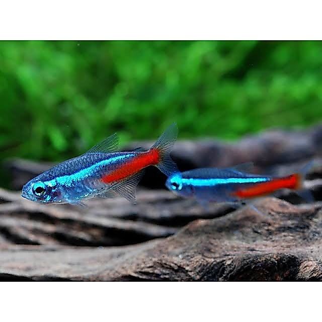 NEON TETRA / IKAN NEON / IKAN AQUASCAPE