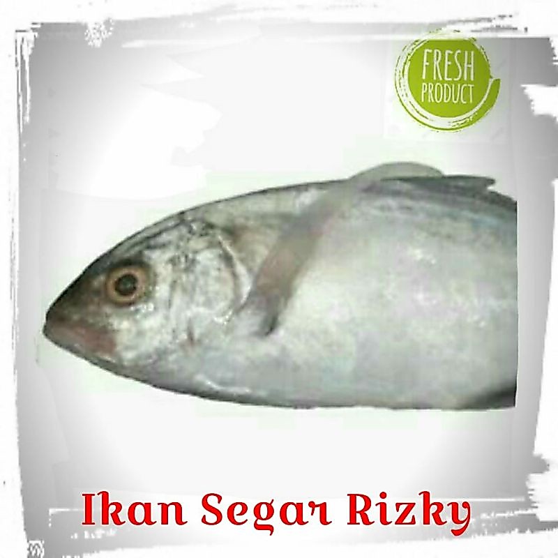 Ikan Trakulu