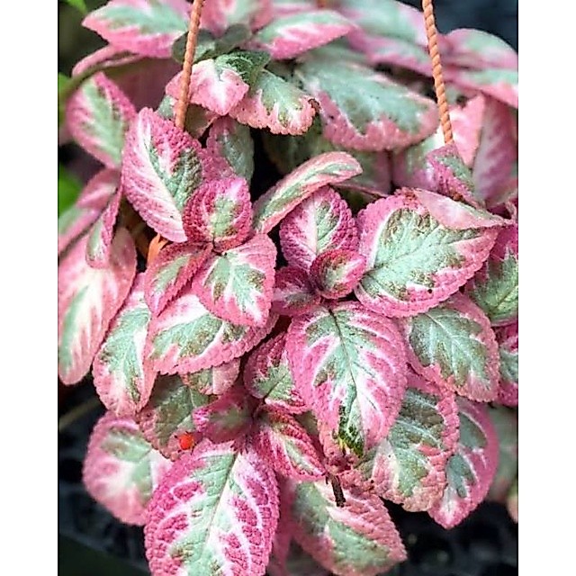 Episcia Cleopatra