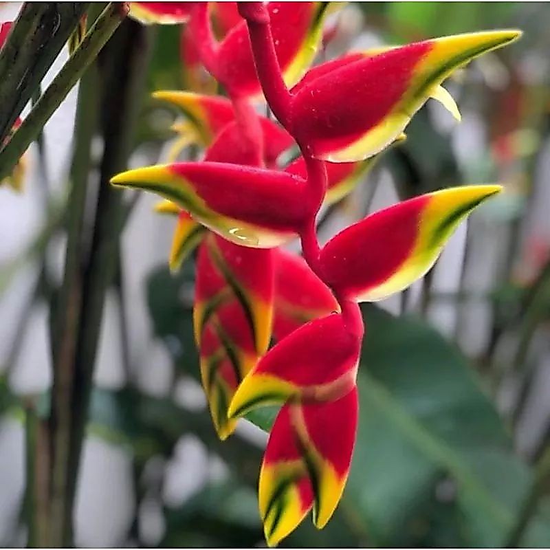 PAKET (10btg) Heliconia Rostrata- bibit pohon heliconia Bunga Merah