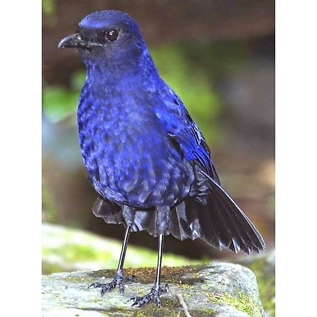 Burung Ciung Batu Pilihn Mulus Jantan