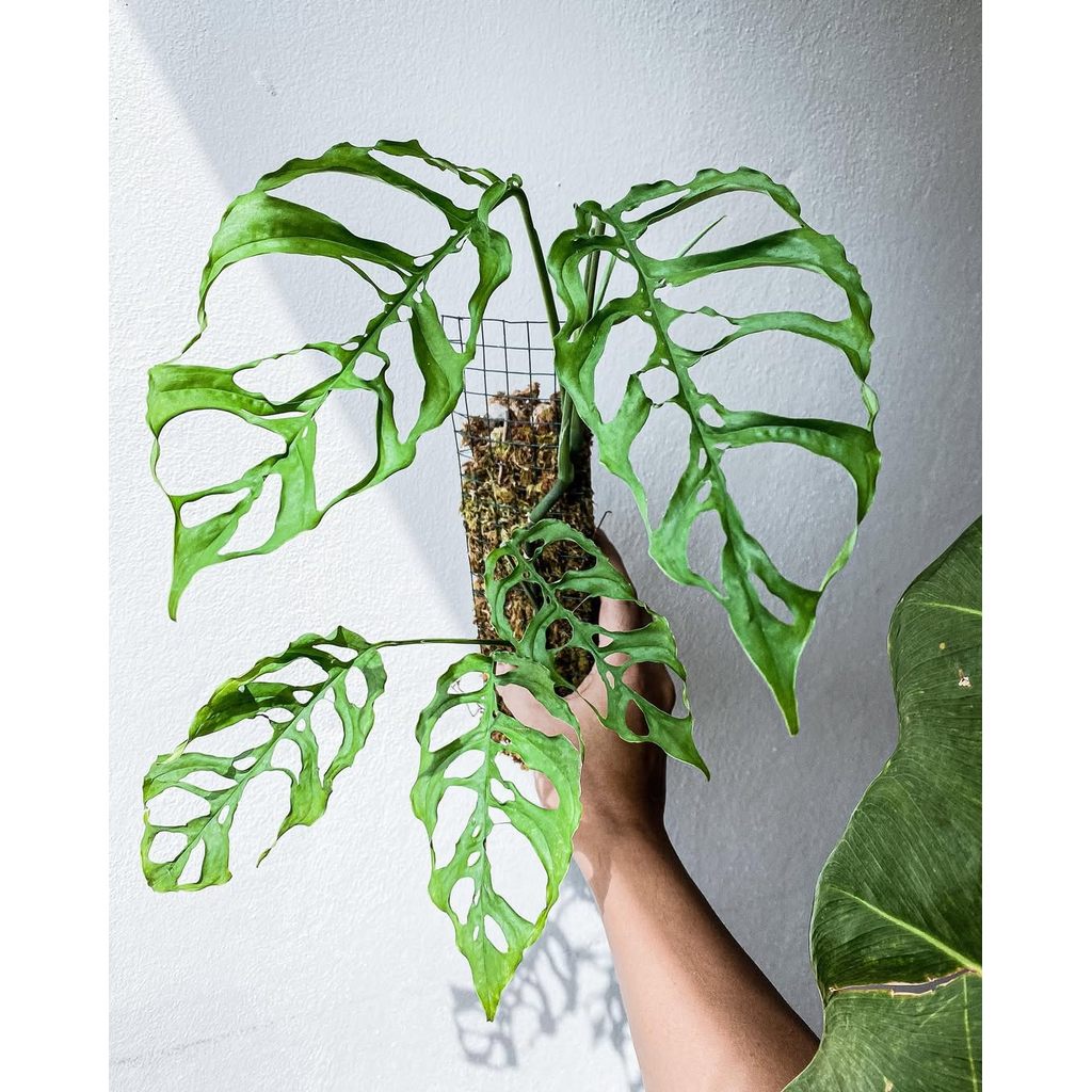 Obliqua Peru PROMO Tanaman Hias Monstera Obliqua - Janda Bolong Obliqua Peru Asli