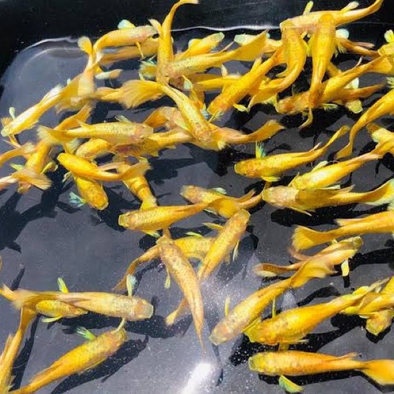 Aquascape Guppy Super Gold – Tema Minimalis Modern