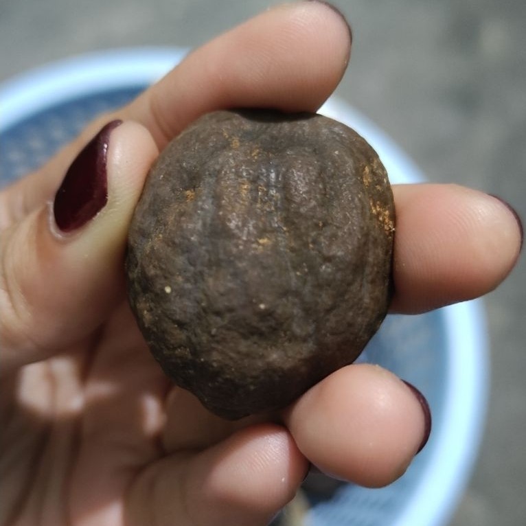 Muncang Adu Jalim Batok Tebal Beli 3 Gratis 1
