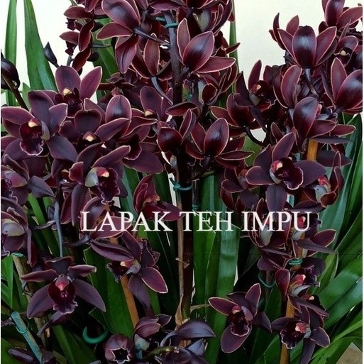BIBIT TANAMAN HIAS - Bunga Anggrek cymbidium -bunga hias anggrek - Tanaman Hias Hidup - Bunga Hidup 