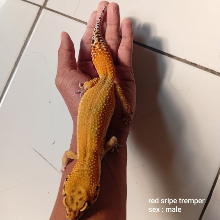 Gecko Leopard Anak sepasang- Random Morph, Kalsium Tambahan