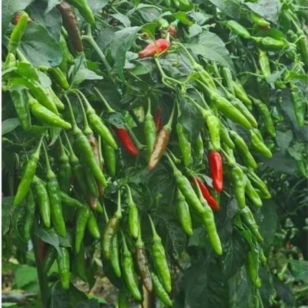 BIBIT CABE RAWIT LOKAL SIRAMOS - 100++ biji