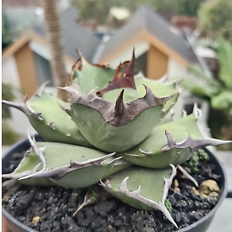 Agave Titanota Berserk