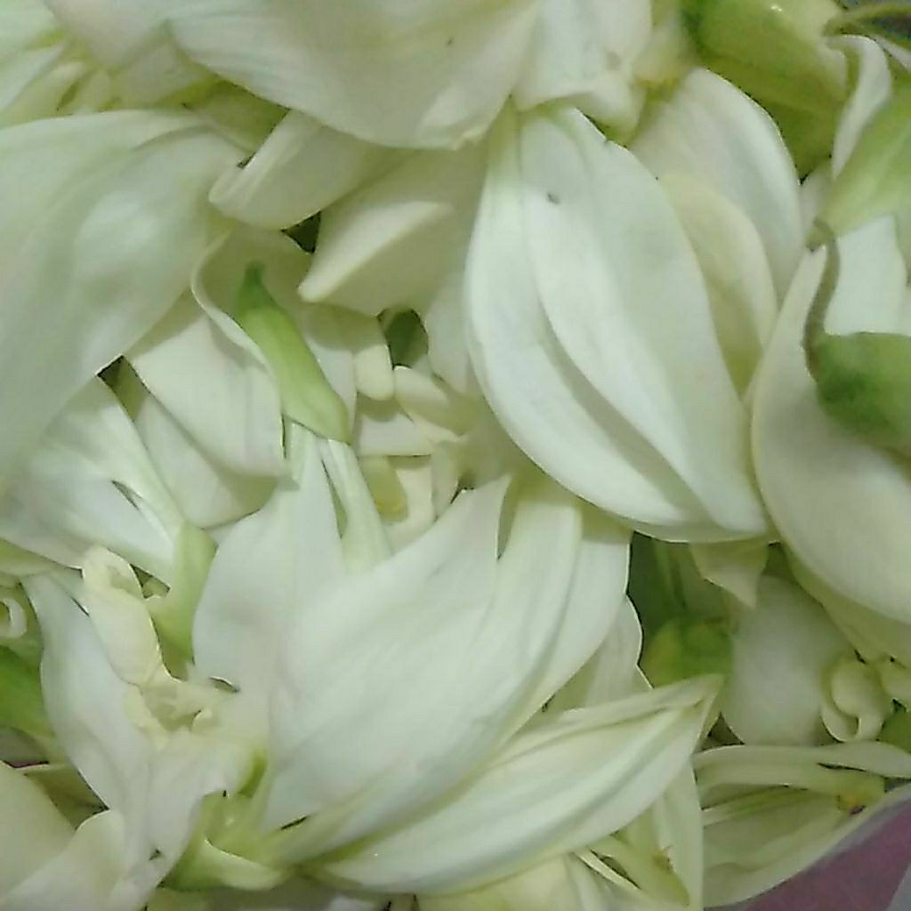 Sayur Kembang Bunga Turi putih segar