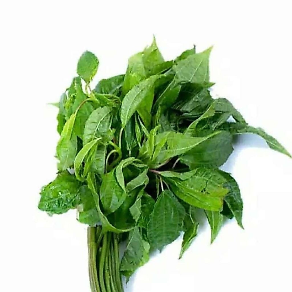 Daun pohpohan segar 200gram lalapan daun pohpohan