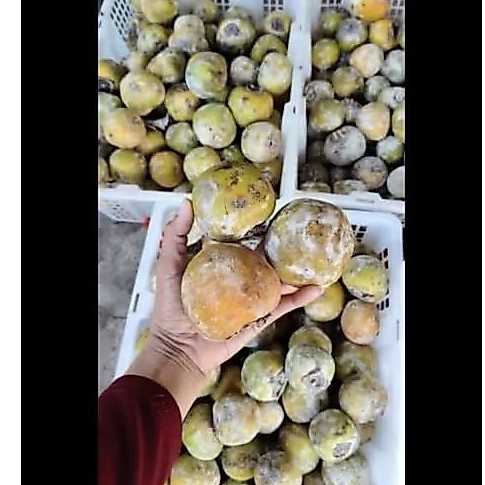 buah kesemek