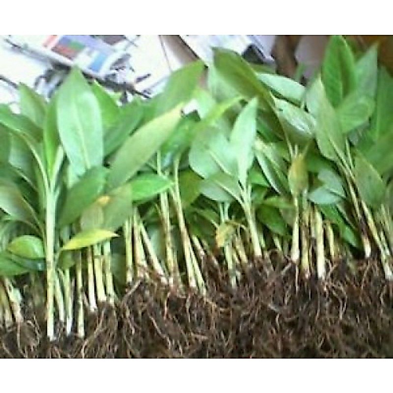 Termurah 2 Bibit Pisang Mas / Bibit Buah Pisang Mas / Pisang Emas Kirana
