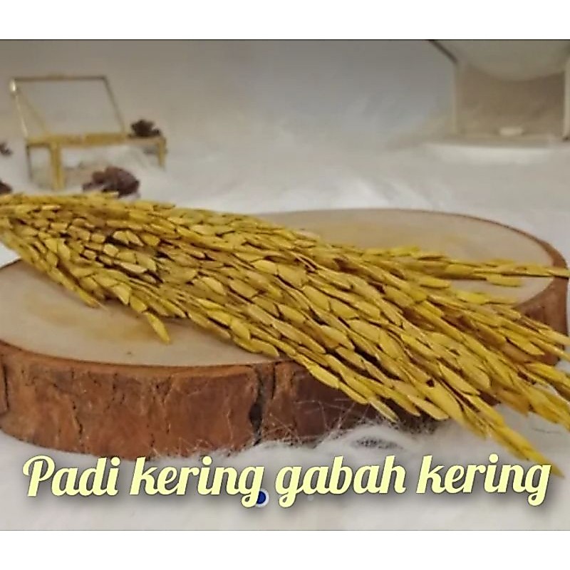 padi kering , Gabah Kering jerami beras