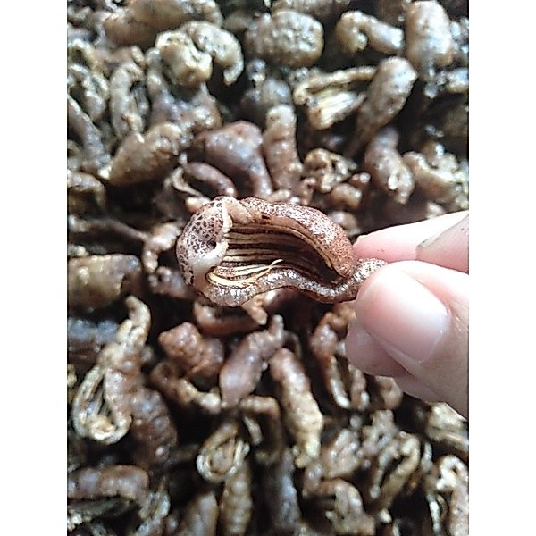 keripik teripang /timun laut