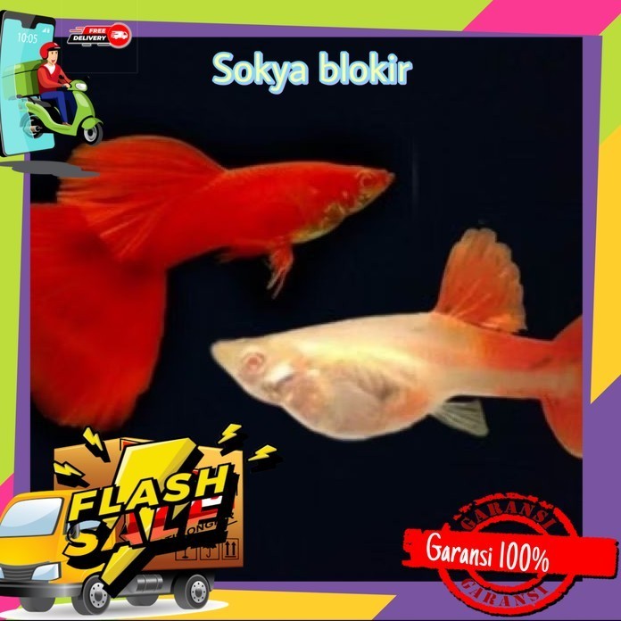 Hiasan Aquarium Guppy AFR Sepasang Indukan Sehat