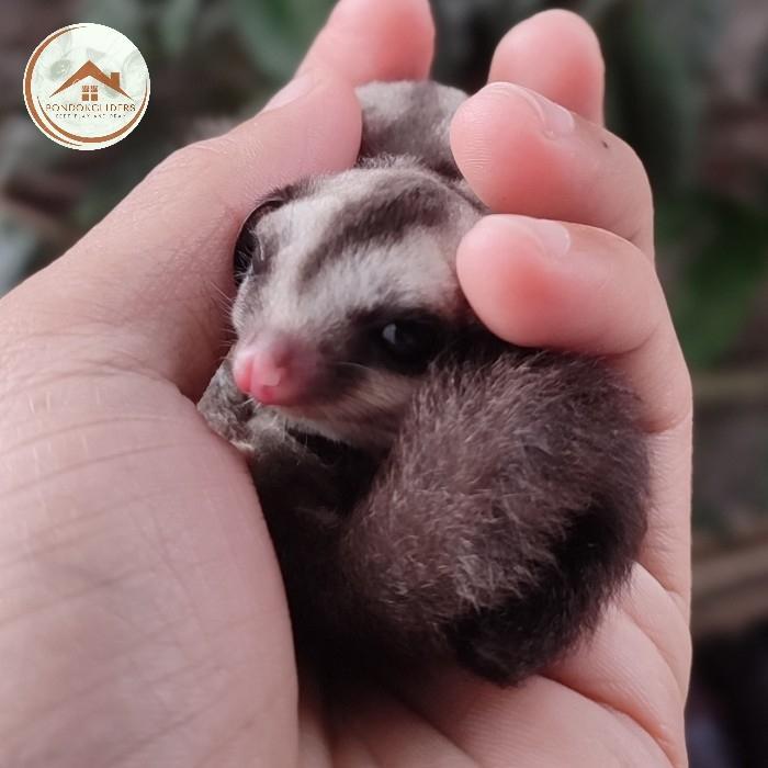 sugar glider grey - betina