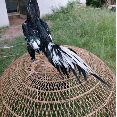 Ayam Bangkok Klasik Ekor Lidi Telur Fertil