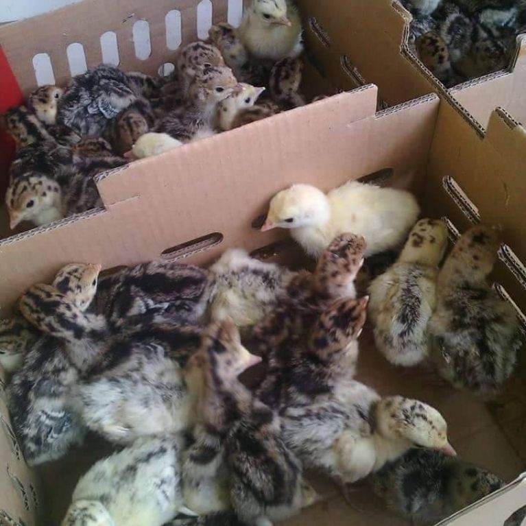 Anak Ayam kalkun 7-10 hari