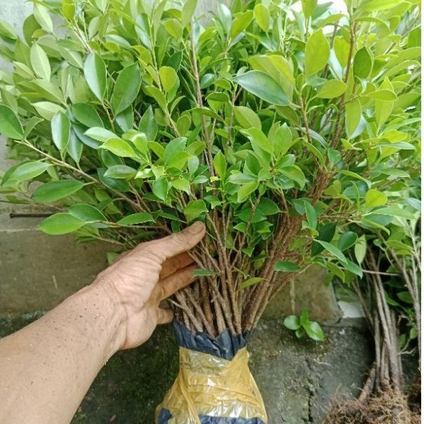 TERBARU BAHAN BONSAI KIMENG 20 POHON HASIL STEK BAGUS