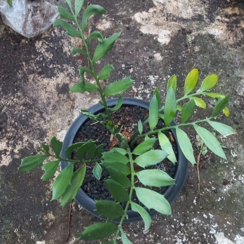 Tanaman Purba Encephalartos Ferox mutasi daun