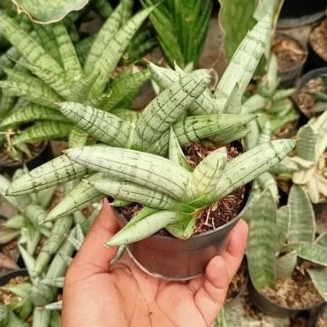 Sansevieria Boncel Platinum Cluster