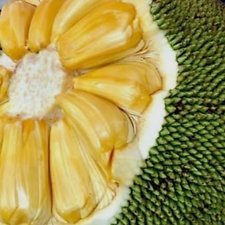 nangka madu j33